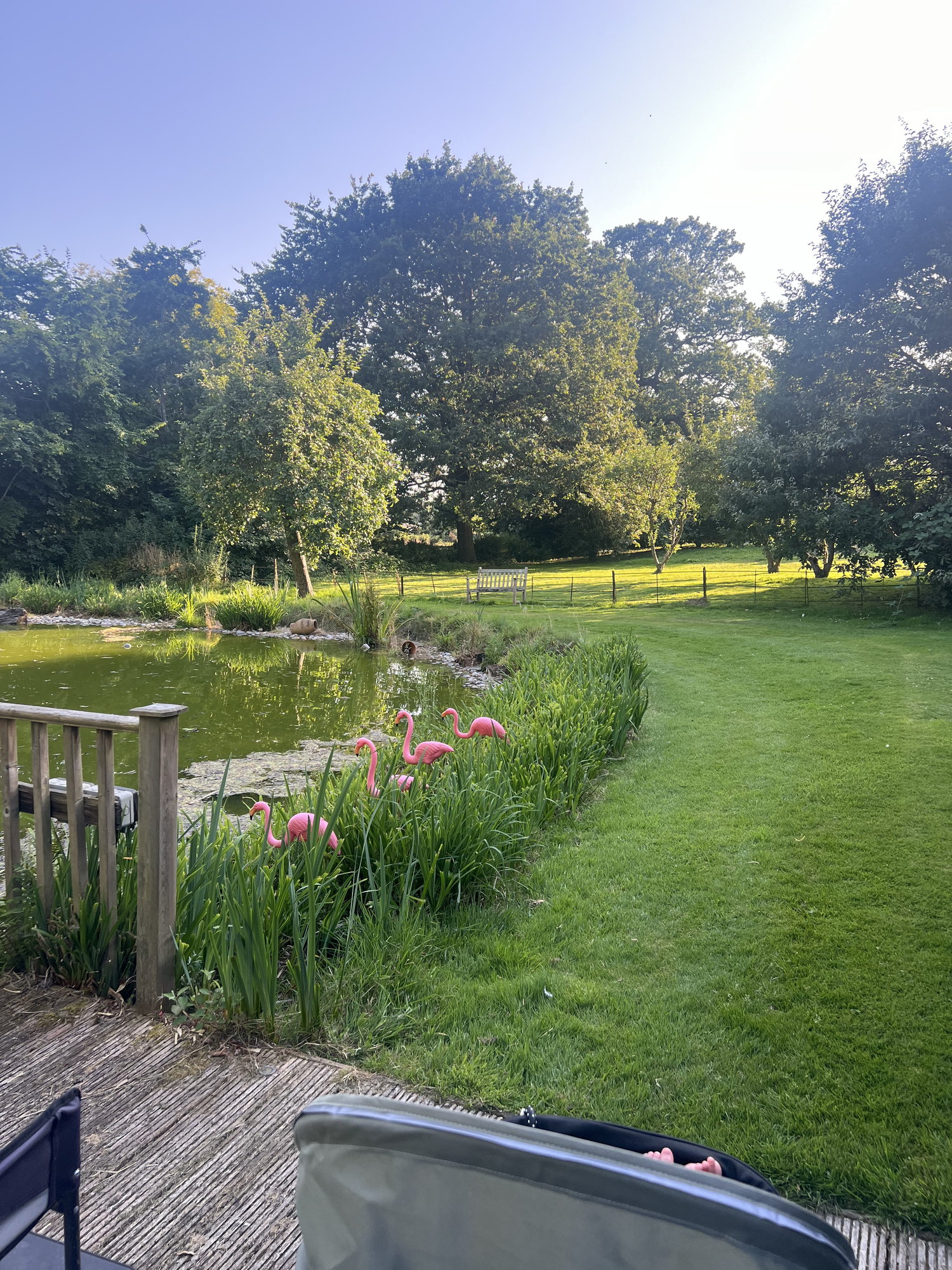 The garden and pond on a summer evening
